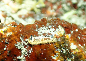 兵庫県の日本海にいるゴマフビロードウミウシ