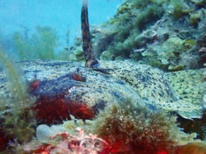 兵庫県日本海に生息するヒラメ