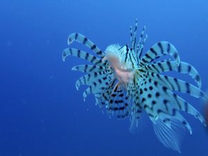 兵庫県の竹野町は日本海に面しており、ダイビング中にはさまざまな魚が見られます。