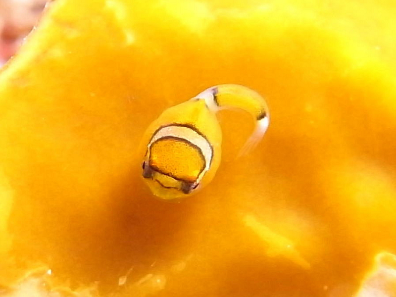 春のダイビング写真