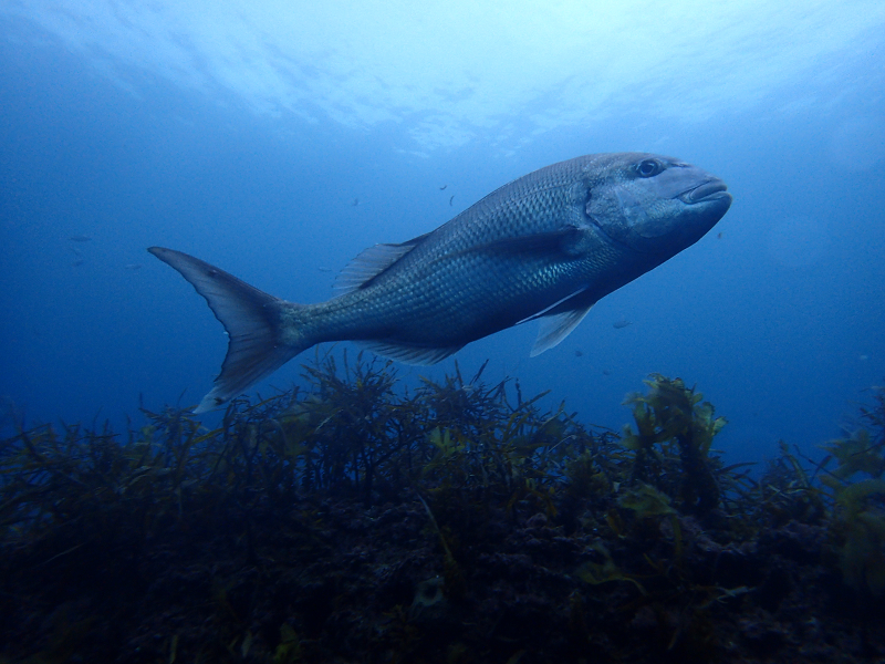 夏のダイビング写真