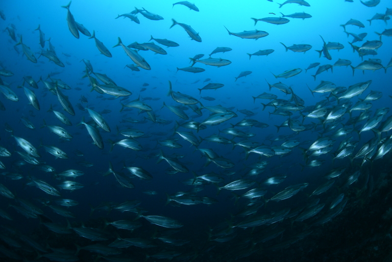 夏のダイビング写真