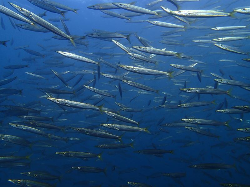 秋のダイビング写真