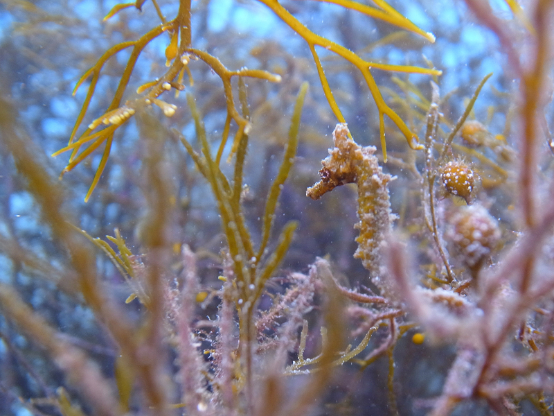 秋のダイビング写真