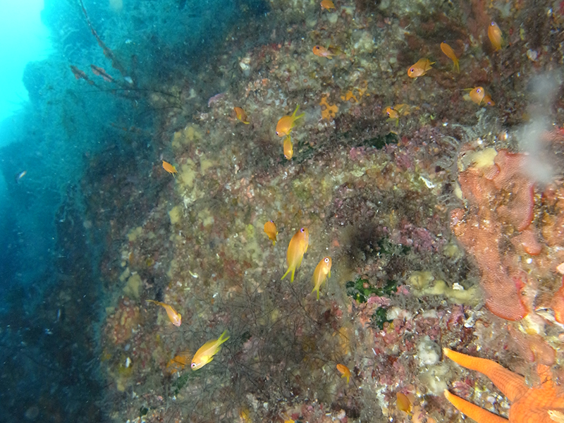 秋のダイビング写真