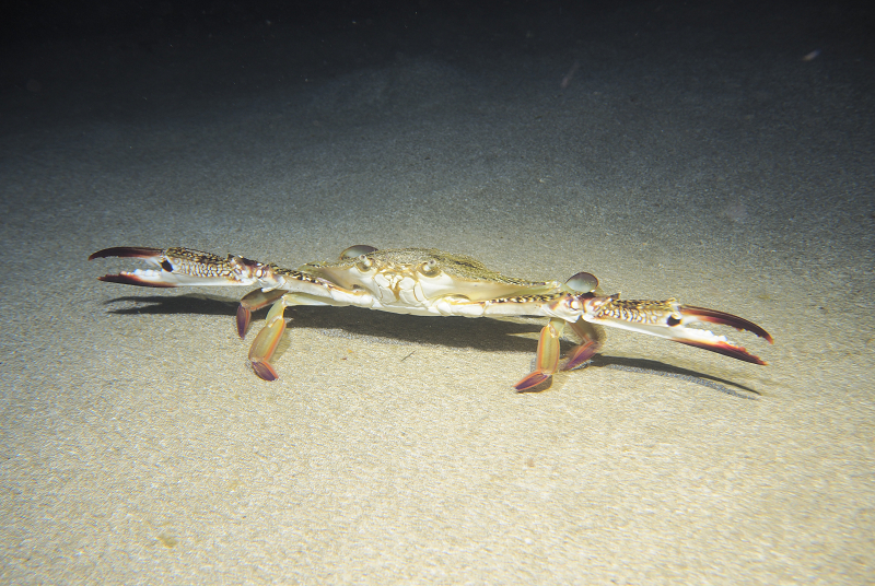 ナイトダイビングの写真