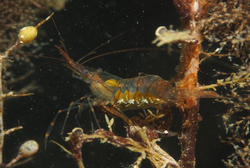 ナイトダイビングの写真