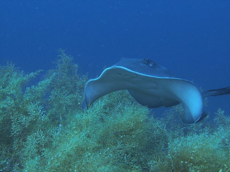 ナナヒロ(通称:オヤマグリ)で撮影