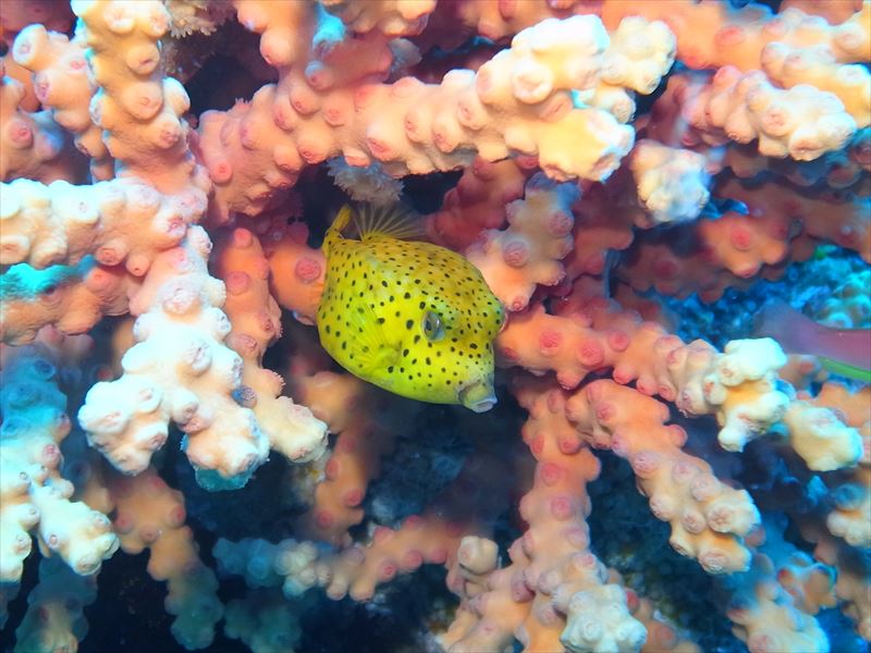 ナナヒロ(通称:オヤマグリ)で撮影