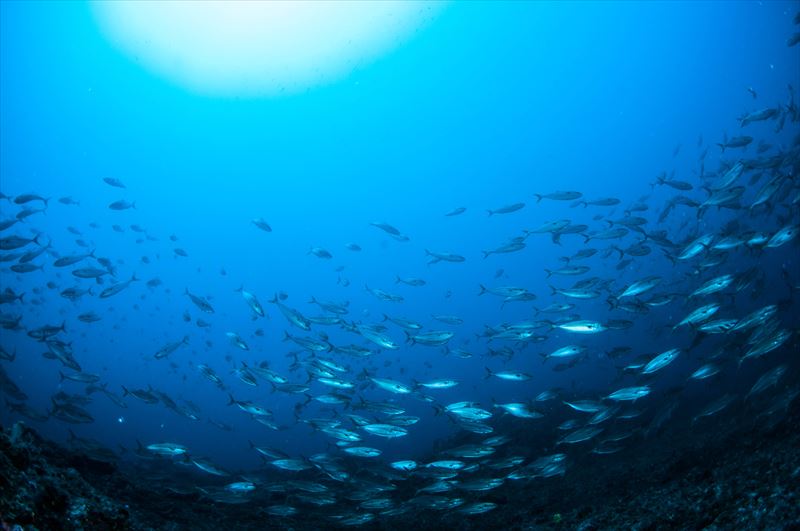 ナナヒロ(通称:オヤマグリ)で撮影