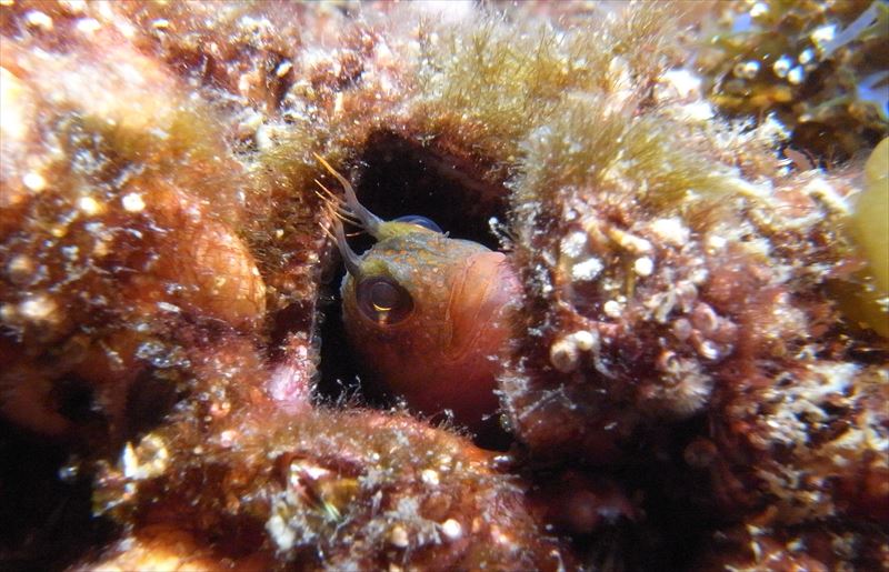 ナナヒロ(通称:オヤマグリ)で撮影