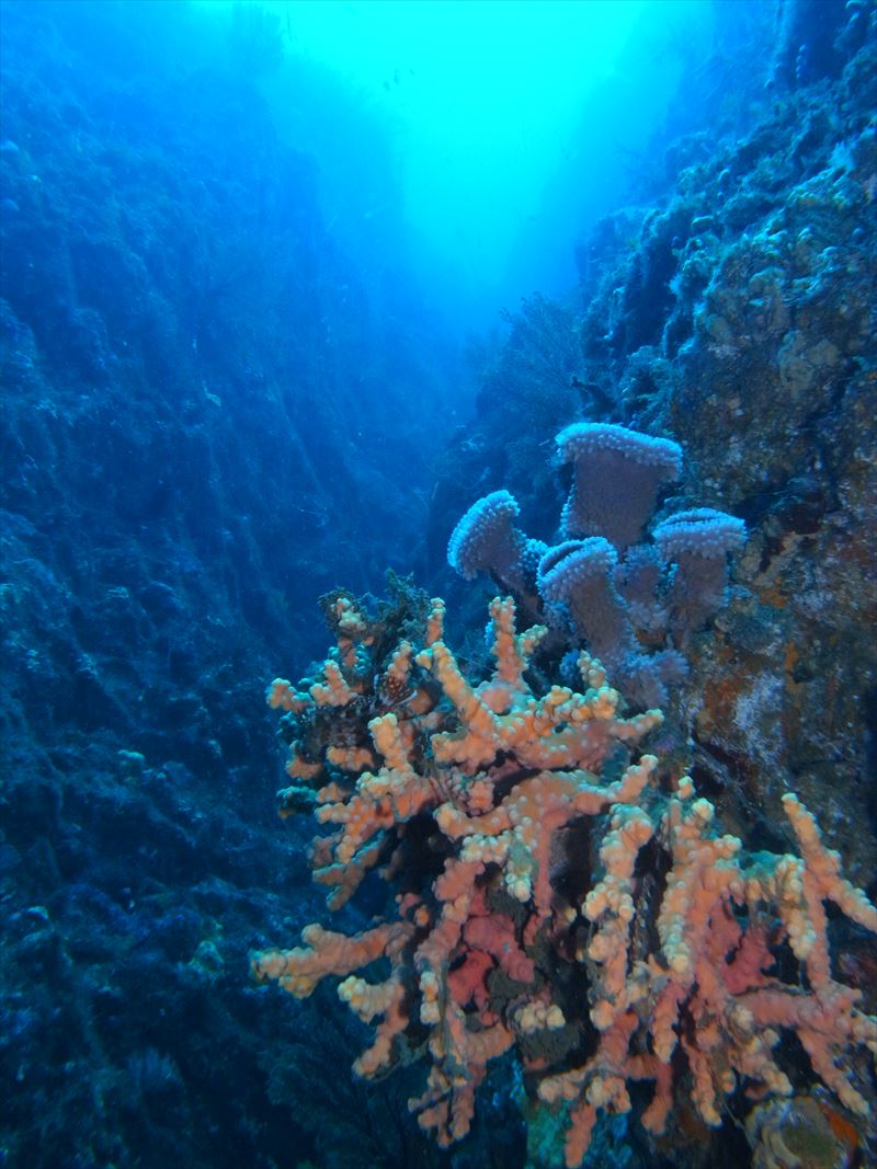 ナナヒロ(通称:オヤマグリ)で撮影