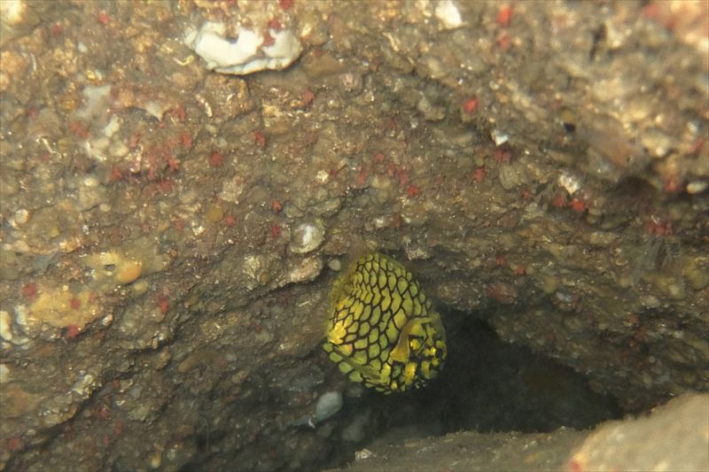 赤島(アカジマ)での撮影
