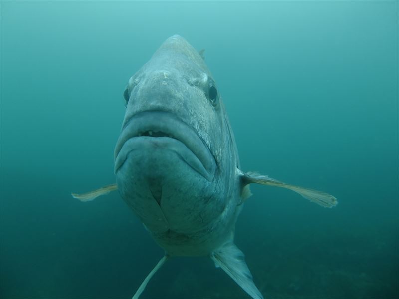赤島(アカジマ)での撮影
