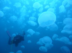 東鼻(ヒガシバナ)での撮影