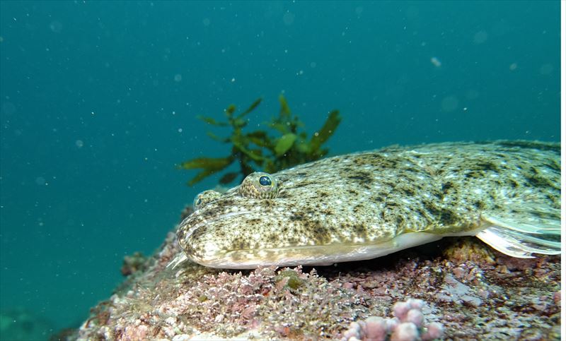 東鼻(ヒガシバナ)での撮影