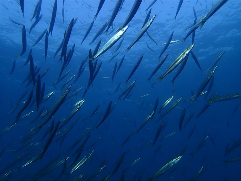 一文字(イチモンジ)での撮影