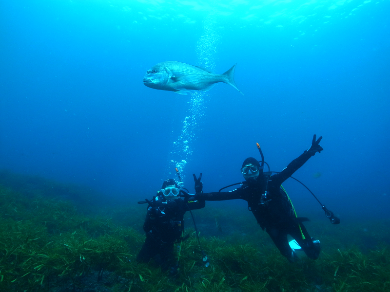 ダイビングイメージ