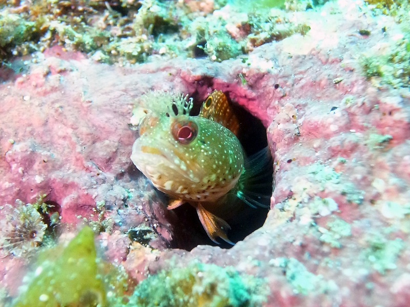 体験ダイビングイメージ